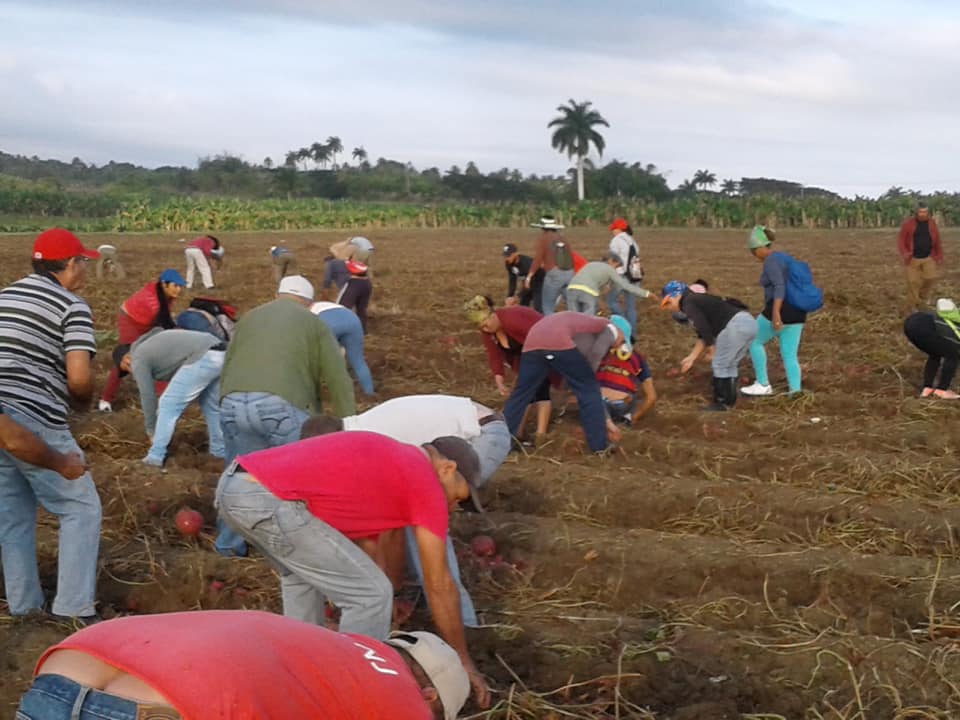 CTC trabajo voluntario