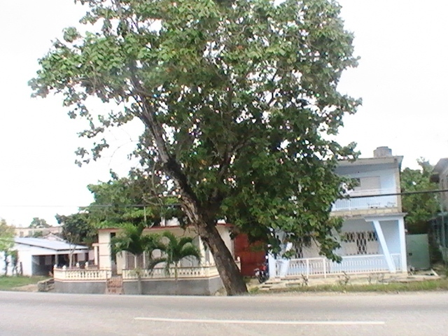 majaguas de la entrada desde guayos 3