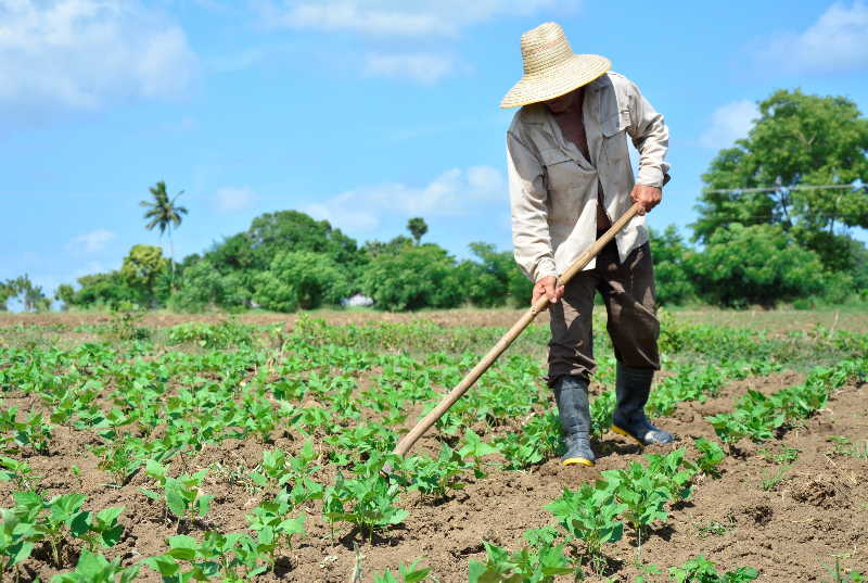 3 campesino cabaiguanense