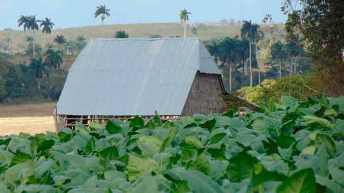 tabaco