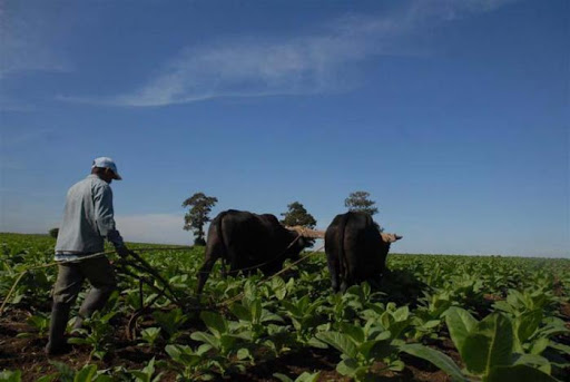 1 campesinos cabaiguan