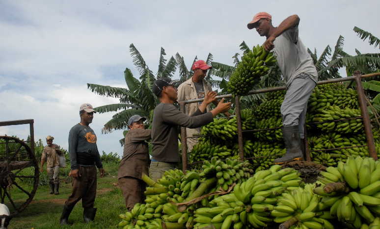 jovenes en la agricultura