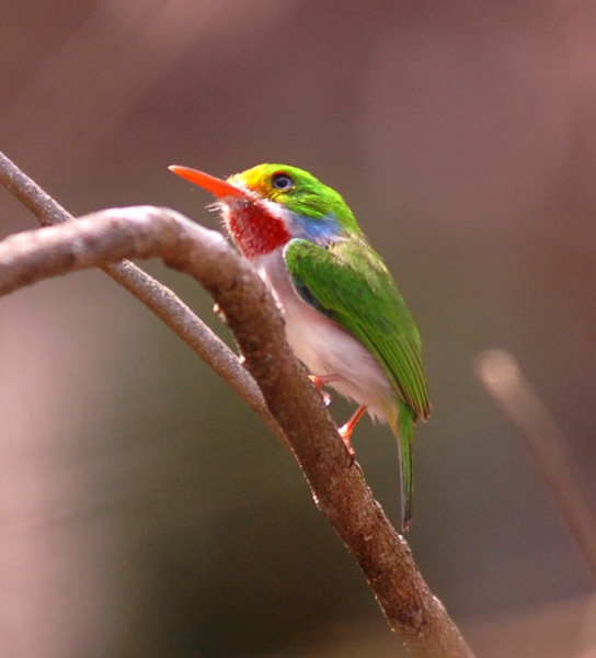 carta cuba