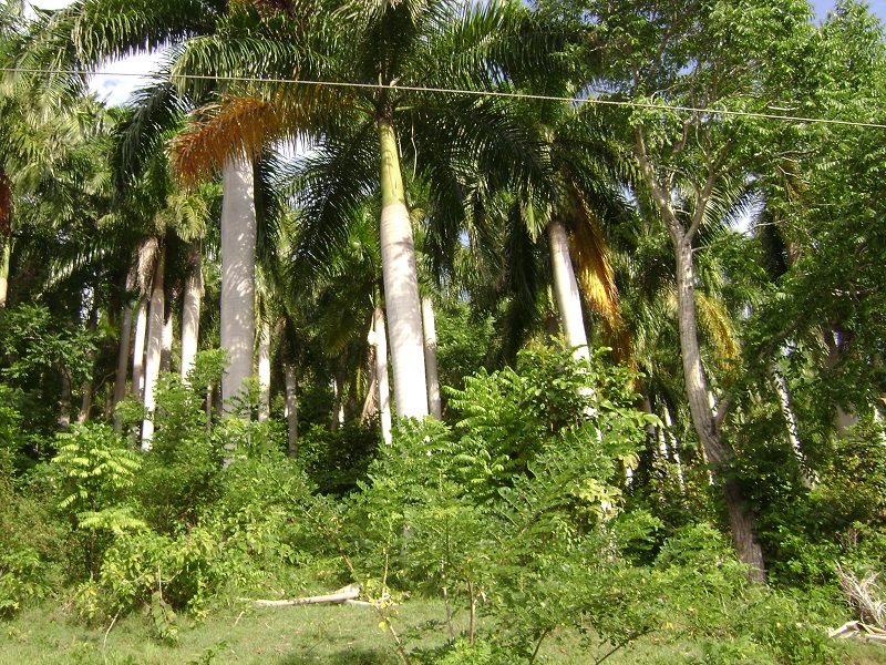 4 foto palmeras