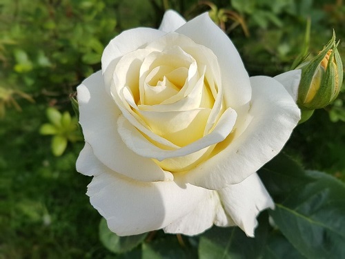 4 foto rosa blanca