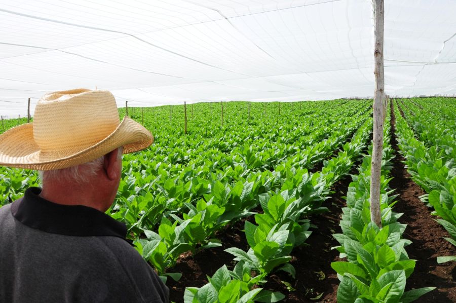 Felix alvarez revisando el tabaco tapado 10