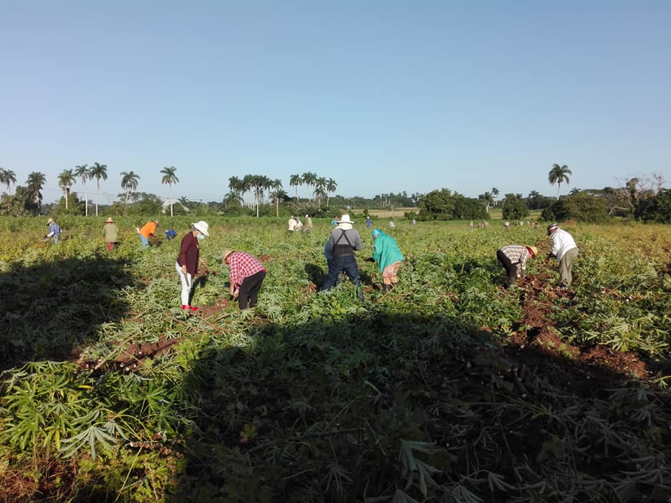 2 trabajo voluntario cabaiguan