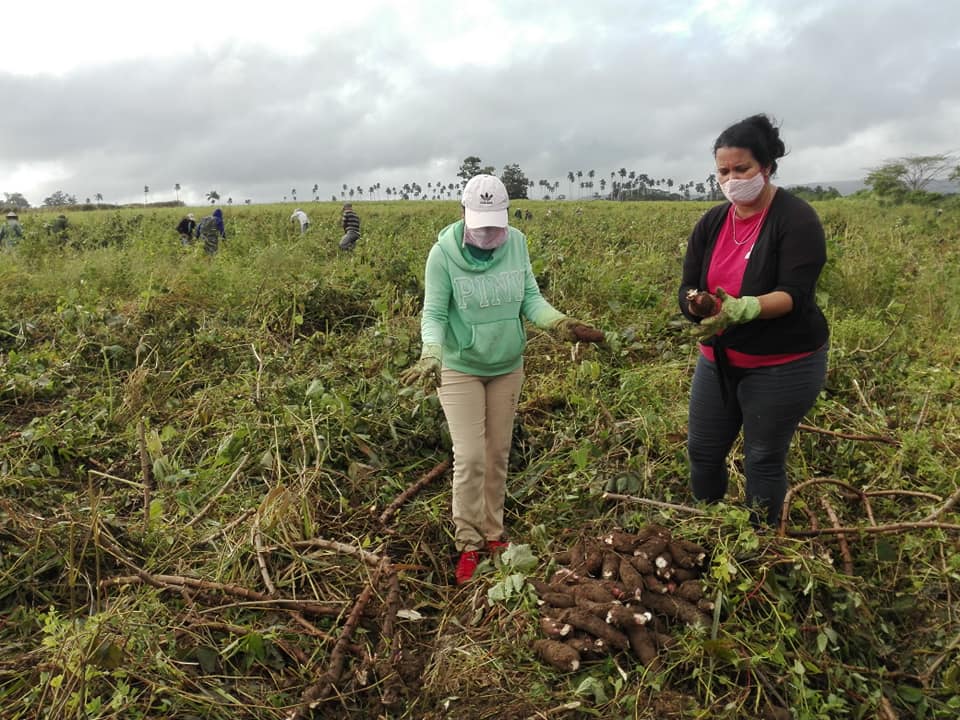 3 trabajo voluntario