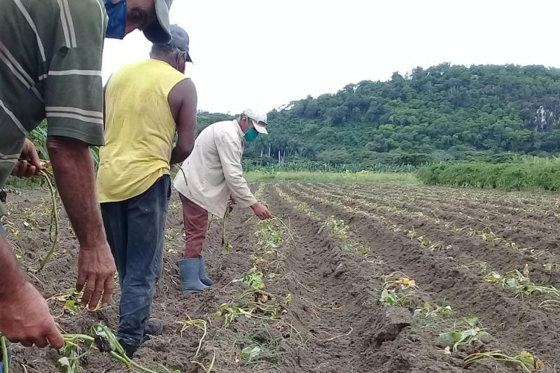 agricultura en sancti spiritus