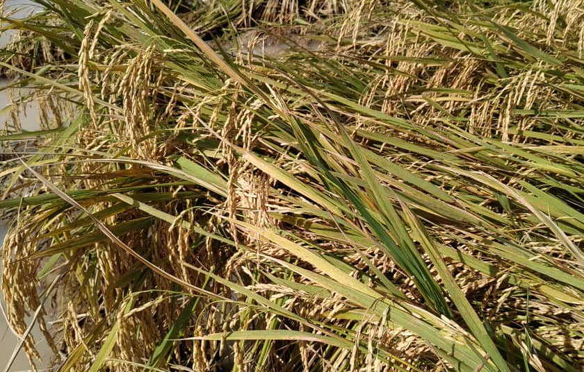 arroz acamado en la sierpe 1