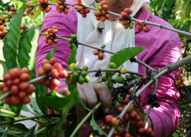 cosecha cafetalera en sancti spiritus