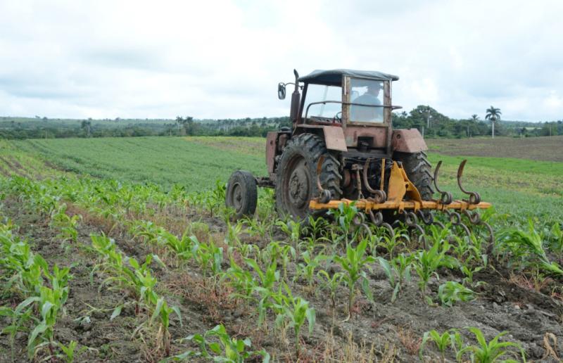 produccion de alimentos en yaguajay