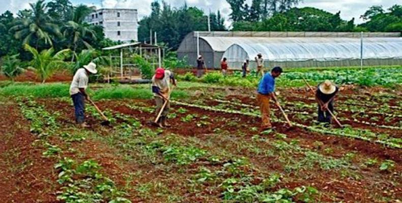 2237 cuba agricultura